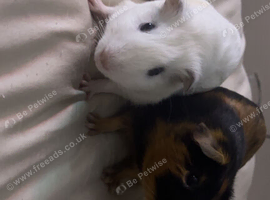 Two male guinea pigs
