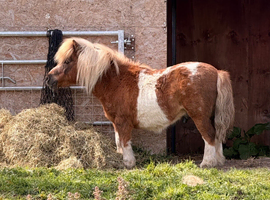 Shetland Pony