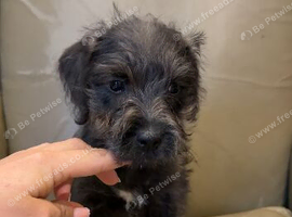 Bedlington terrier x border terrier