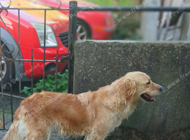 Lovely nature Retriever bitch 6 years old