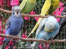 Baby Budgies
