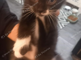 4 beautiful male kittens