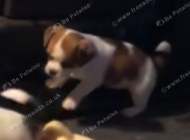 Jack Russell x shi zhu puppy 8w old