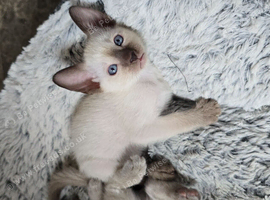 Last pure chocolate point boys available