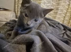 8 week old kittens for sale