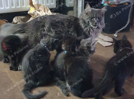Tica reg Maine coon male poly kittens ONLY 2 AVAILABLE