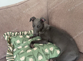 Whippet Puppy Female