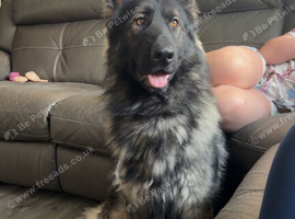 Male German shephard