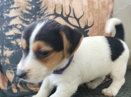 Jack Russell pups