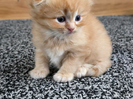Scottish fold/ straight kittens looking for there forever home.