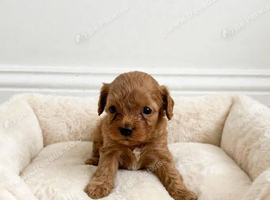 F1 cavapoo puppy's