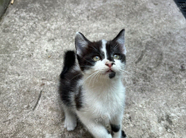 Two Female Tuxedo Kittens Looking for Loving Homes