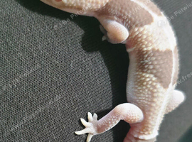 I have a stunning African-Fat tailed gecko for Sale