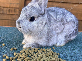 Brown, silver male dwarf