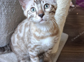LAST ONE . READY NOW....Male seal mink snow Bengal