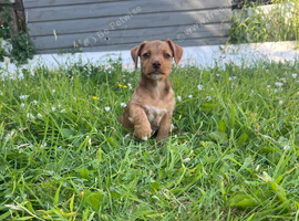 INTRODUCING OUR ADORABLE JACK RUSSELL PUPS