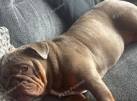 Beautiful male and female bulldogs