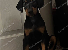 Female Doberman 10 weeks