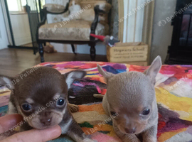 Exquisite Tiny Chihuahua puppies.