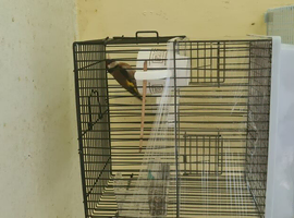 Male goldfinch 2024 close rung