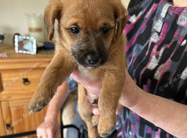 Jackapoo puppies for sale
