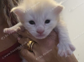 Beautiful Full Maine Coon Kittens &ndash; Family Raised