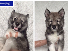 Husky Puppies for Sale