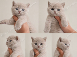 British short hair kittens
