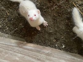 Albino 9 weeks old male