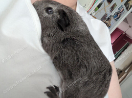 Young guinea pig boars