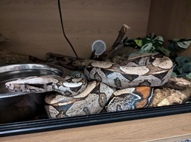 Suriname Red Tail Boa Constrictor