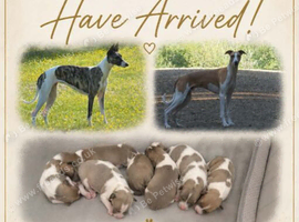Well bred whippet pups