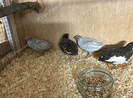 button quail for sale
