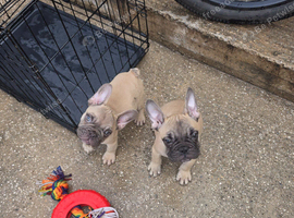 French bulldog puppies