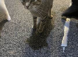 2 male kittens for rehome