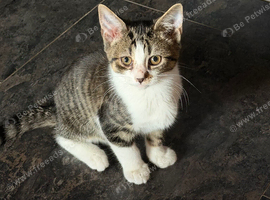 Female kitten for sale