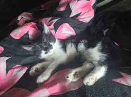 Black and white kitten