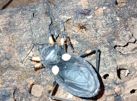 2 spot Assassin Bugs