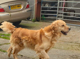 Lovely nature Retriever bitch 6 years old