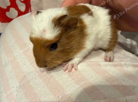 Two female baby guinea pigs