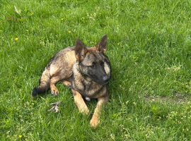 German shepard puppy 25 weeks old