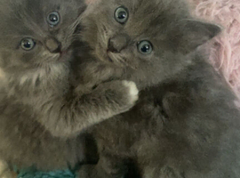 Blue ragdoll x