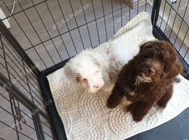 1 chocholate boy left F1b cockerpoo