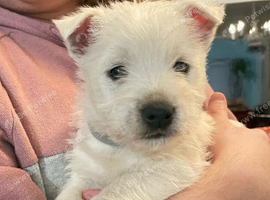 Grey Collar (Male Westie) NOT KC REG