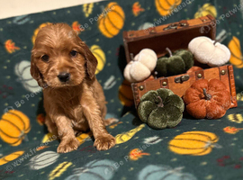 Stunning show cocker spaniel puppies