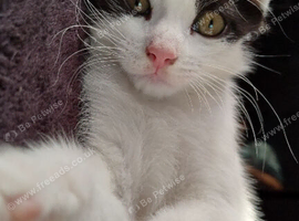 Rehoming kittens