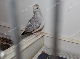 Juvenile Diamond Dove