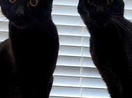 2 Male  cats