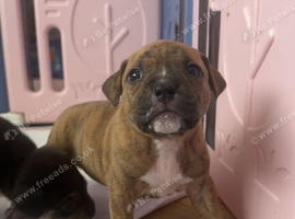 Pocket bully x Staffie pups
