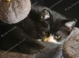 Half maine coon kitten
